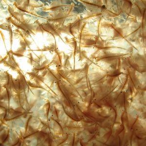 Live Brine Shrimp
