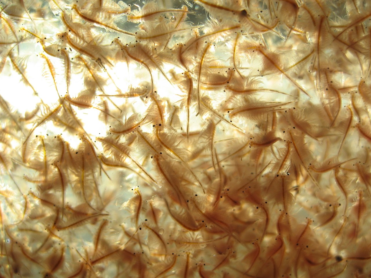 live-brine-shrimp-archives-brineshrimp