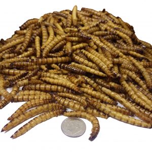 Mealworms