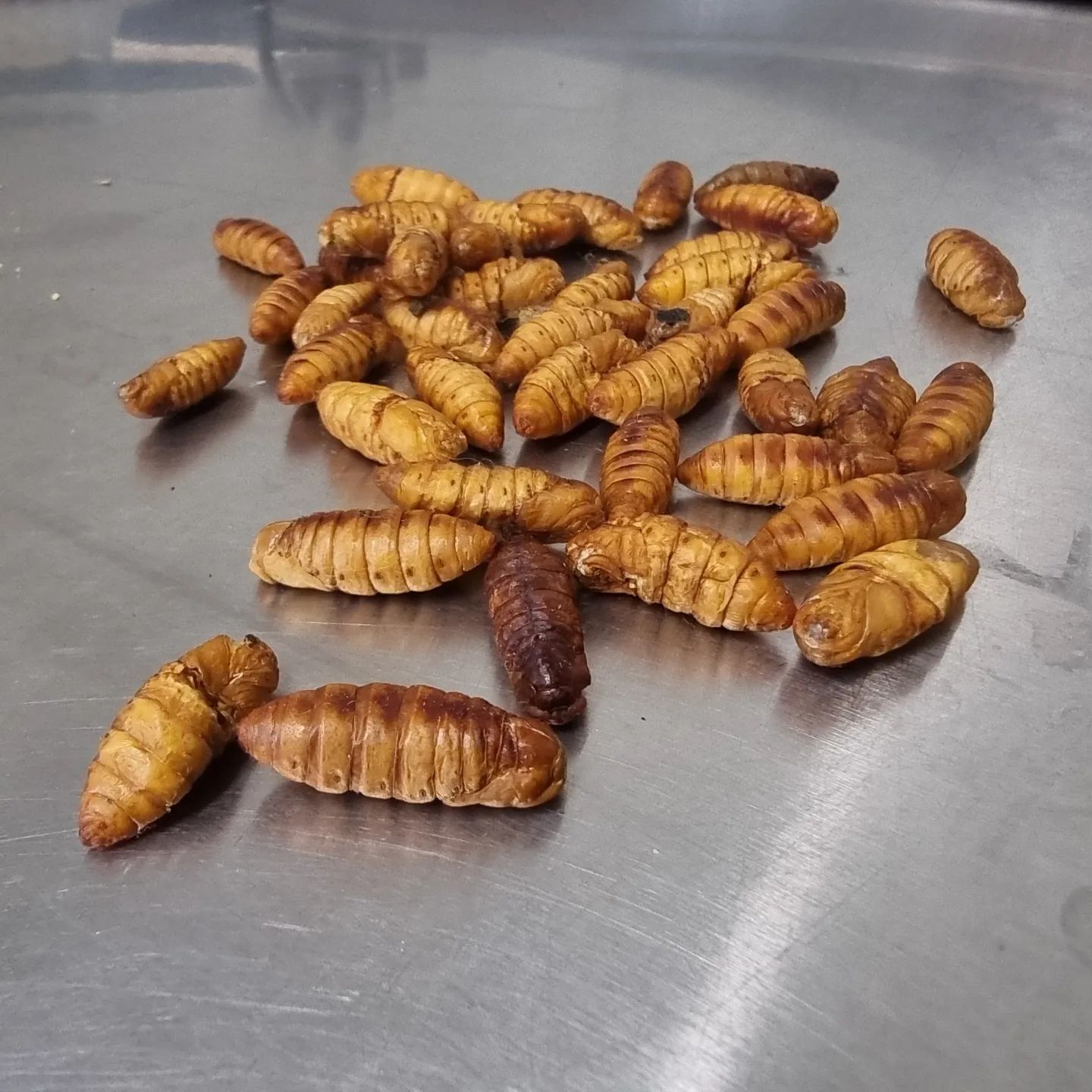 Freeze Dried Loose Silk Worm Pupae - Image 2