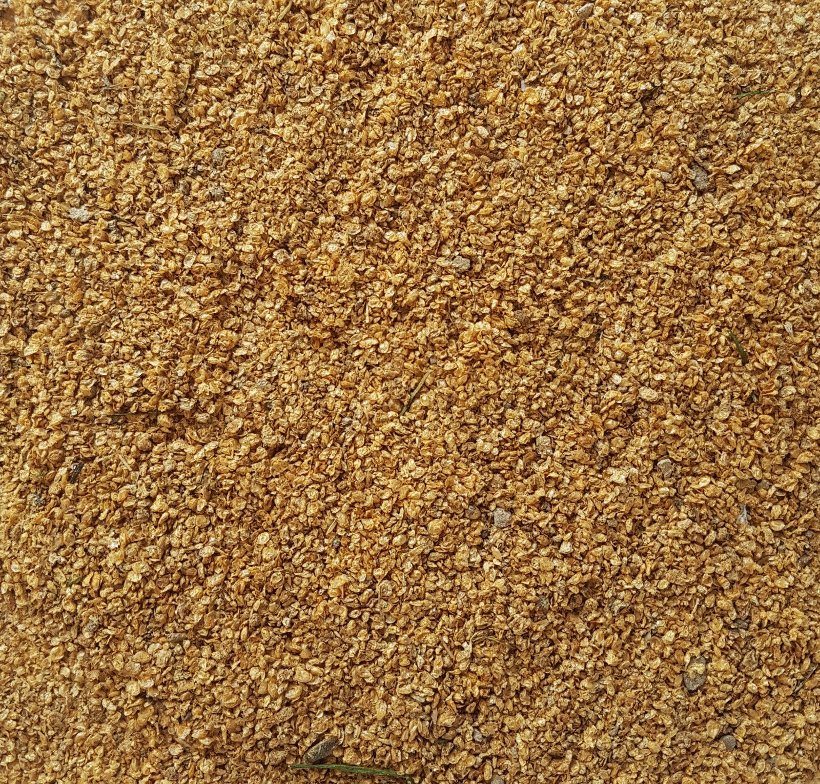 Freeze Dried Daphnia (Water Fleas), Free Shipping Included - Image 2