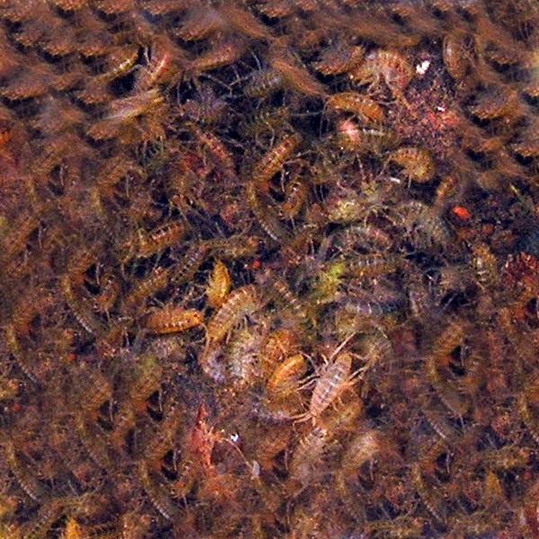 Gammarus: Freeze Dried, Great for Smaller Discus, Free Shipping Included - Image 3