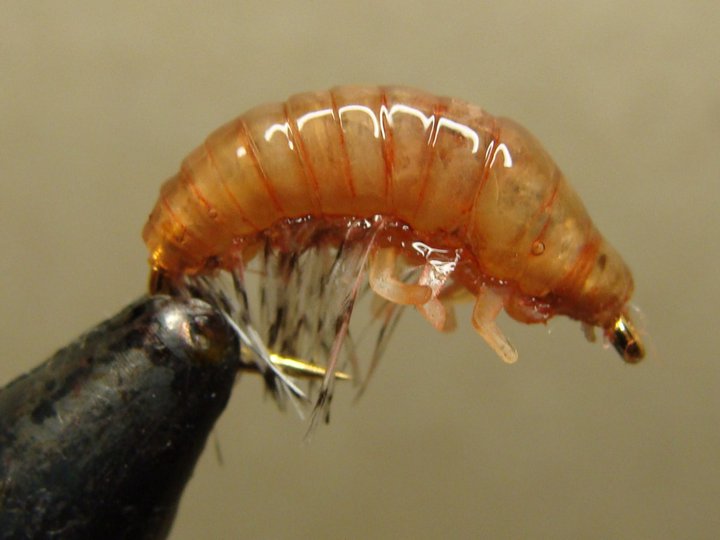 Gammarus: Freeze Dried, Great for Smaller Discus, Free Shipping Included - Image 2