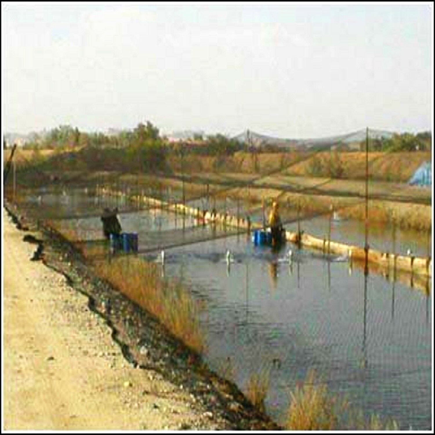 Blackworms, Freeze Dried Premium Colorado Blackworms Loose Powdery Siftings, Fry Food, Food Mix-In, Free Shipping Included! - Image 4