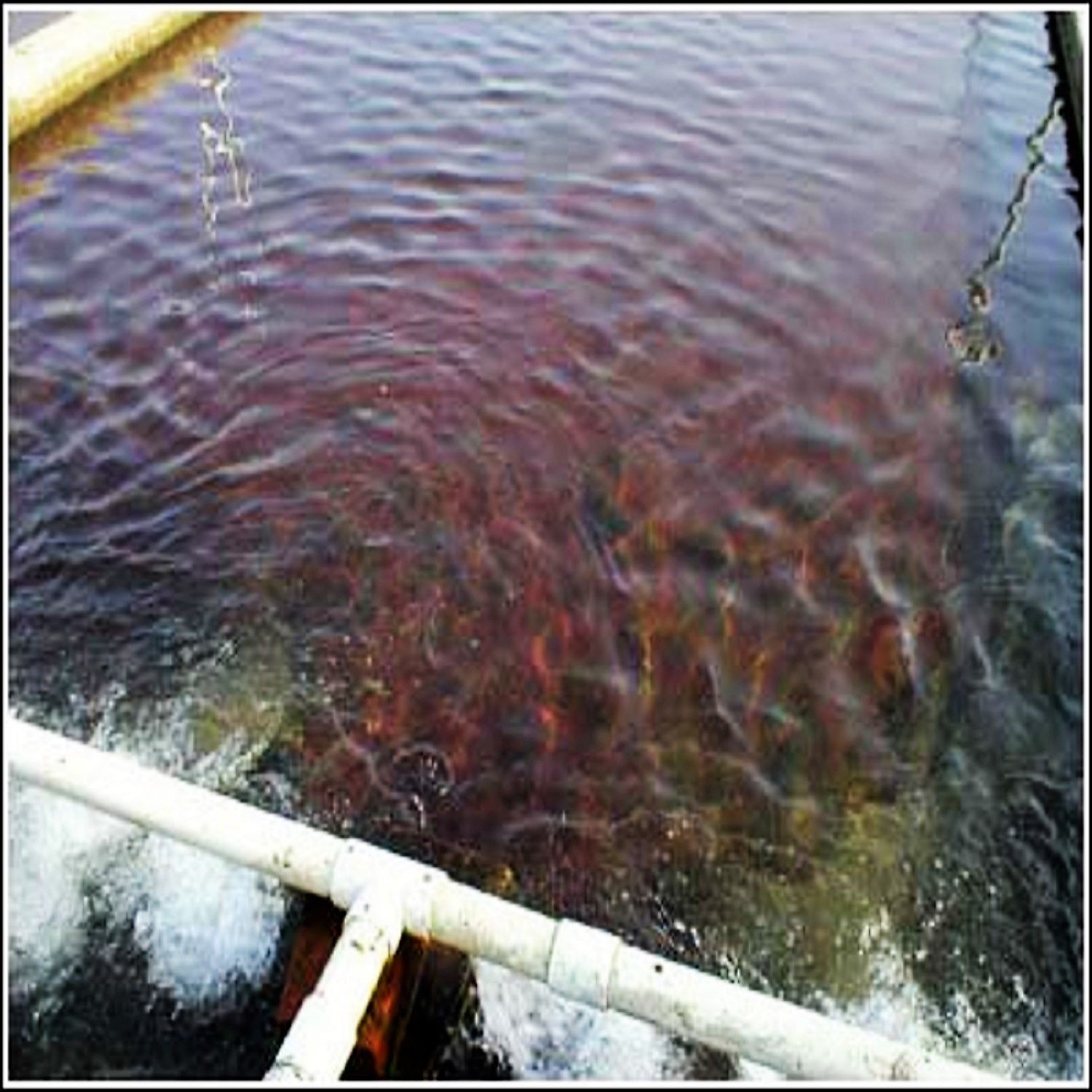 Blackworms, Freeze Dried Premium Colorado Blackworms Loose Powdery Siftings, Fry Food, Food Mix-In, Free Shipping Included! - Image 5