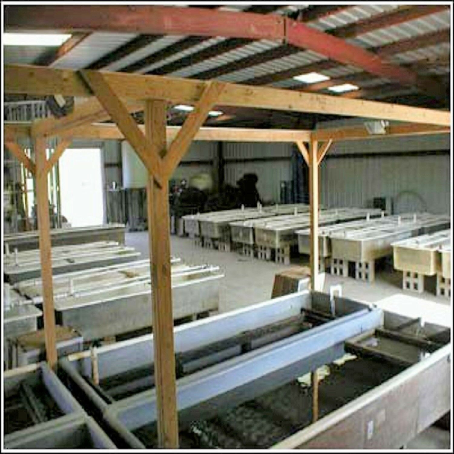 Blackworms, Freeze Dried Premium Colorado Blackworms Loose Powdery Siftings, Fry Food, Food Mix-In, Free Shipping Included! - Image 6