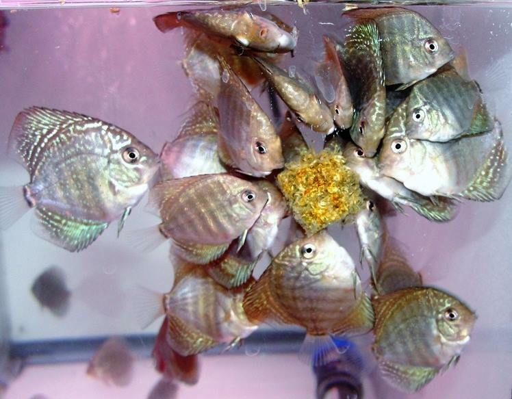 Blackworms, Freeze Dried Premium Colorado Blackworms Loose Powdery Siftings, Fry Food, Food Mix-In, Free Shipping Included! - Image 8