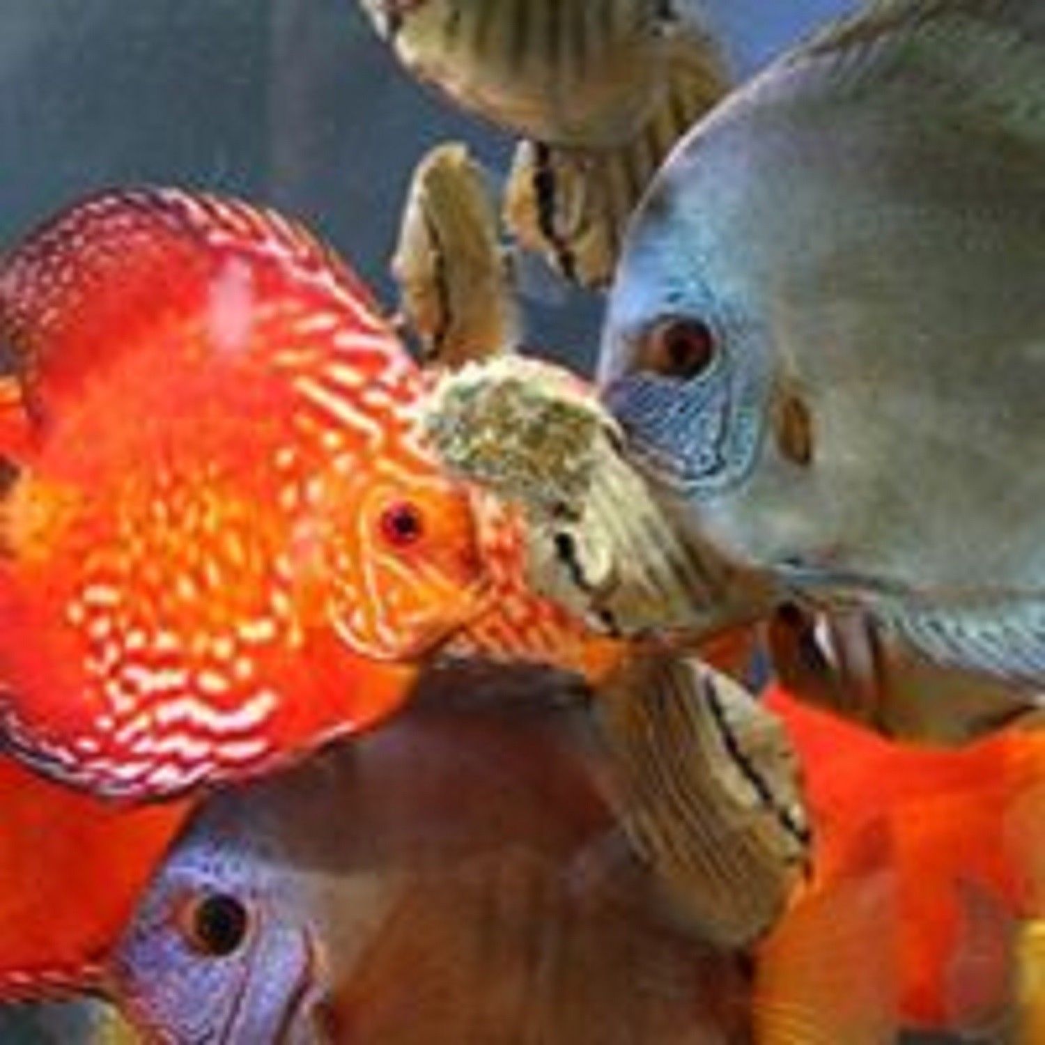 Blackworms, Freeze Dried Premium Colorado Blackworms Loose Powdery Siftings, Fry Food, Food Mix-In, Free Shipping Included! - Image 9