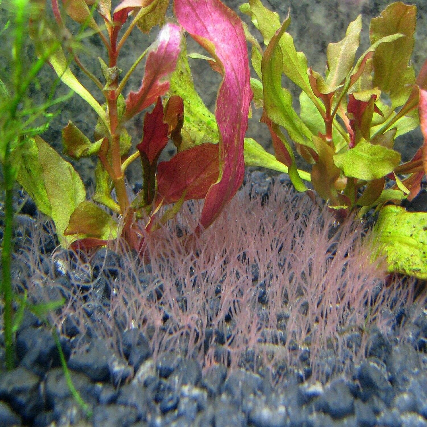 Blackworms, Freeze Dried Premium Colorado Blackworms Loose Powdery Siftings, Fry Food, Food Mix-In, Free Shipping Included! - Image 10