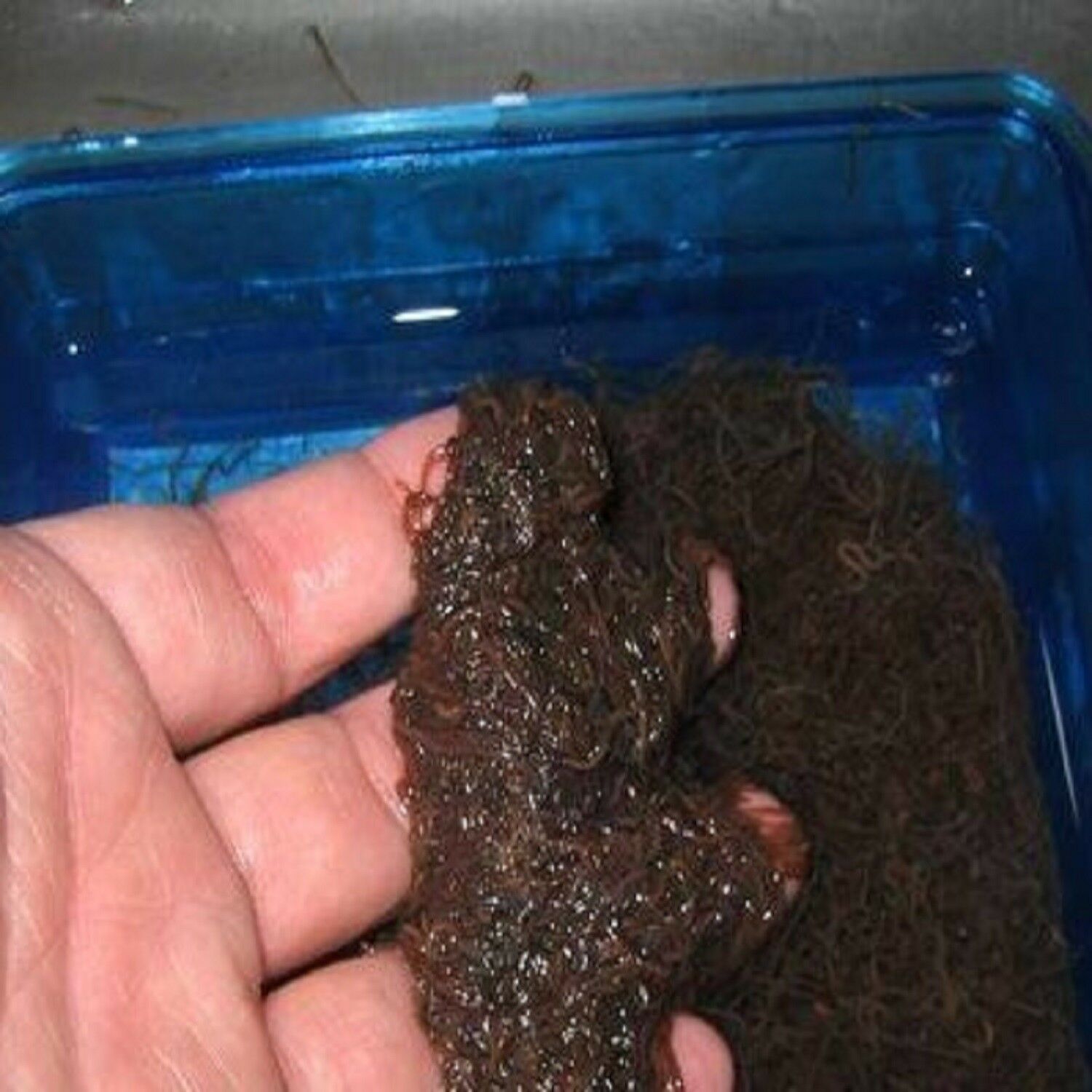Blackworms, Freeze Dried Premium Colorado Blackworms Loose Powdery Siftings, Fry Food, Food Mix-In, Free Shipping Included! - Image 11