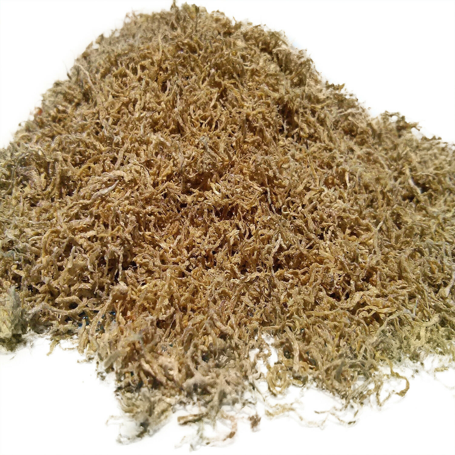 Blackworms, Freeze Dried Premium Colorado Blackworms Loose Powdery Siftings, Fry Food, Food Mix-In, Free Shipping Included!